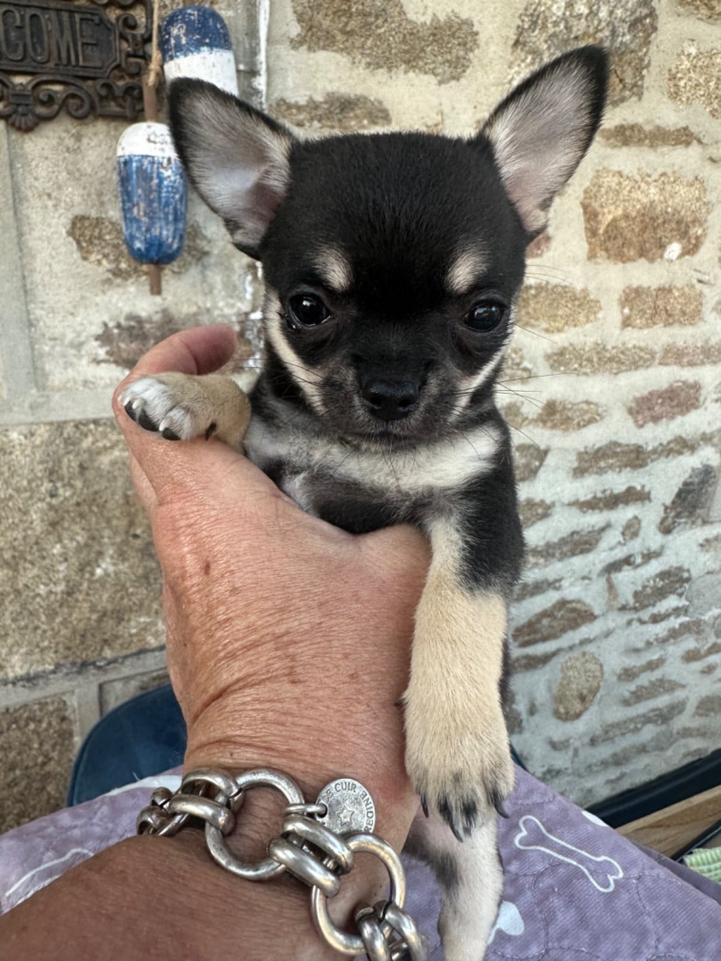 Chihuahua - Des Dunes De Keremma