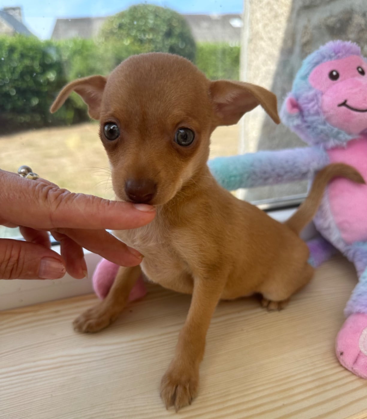 Russkiy Toy (Petit Chien Russe) - Des Dunes De Keremma