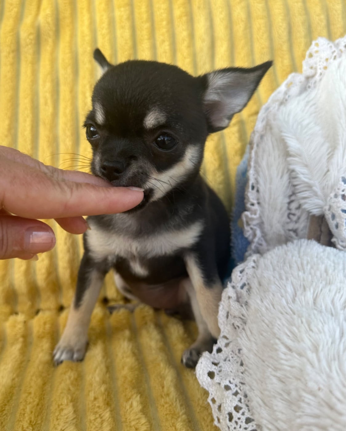 Chihuahua - Des Dunes De Keremma