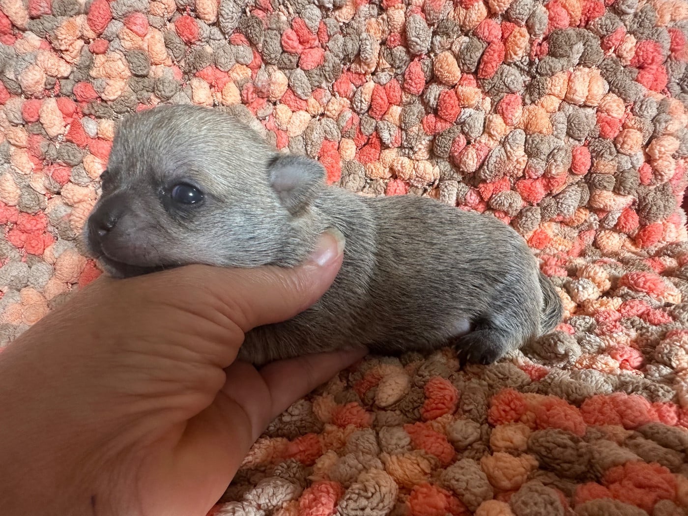 CHIOT 2