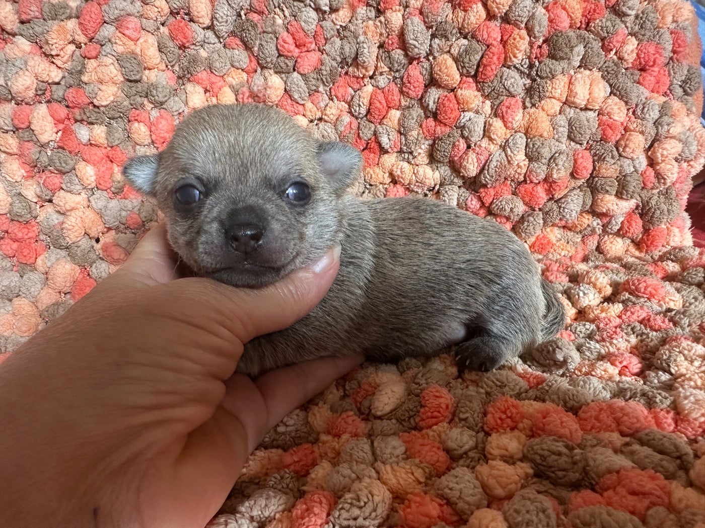 CHIOT 2