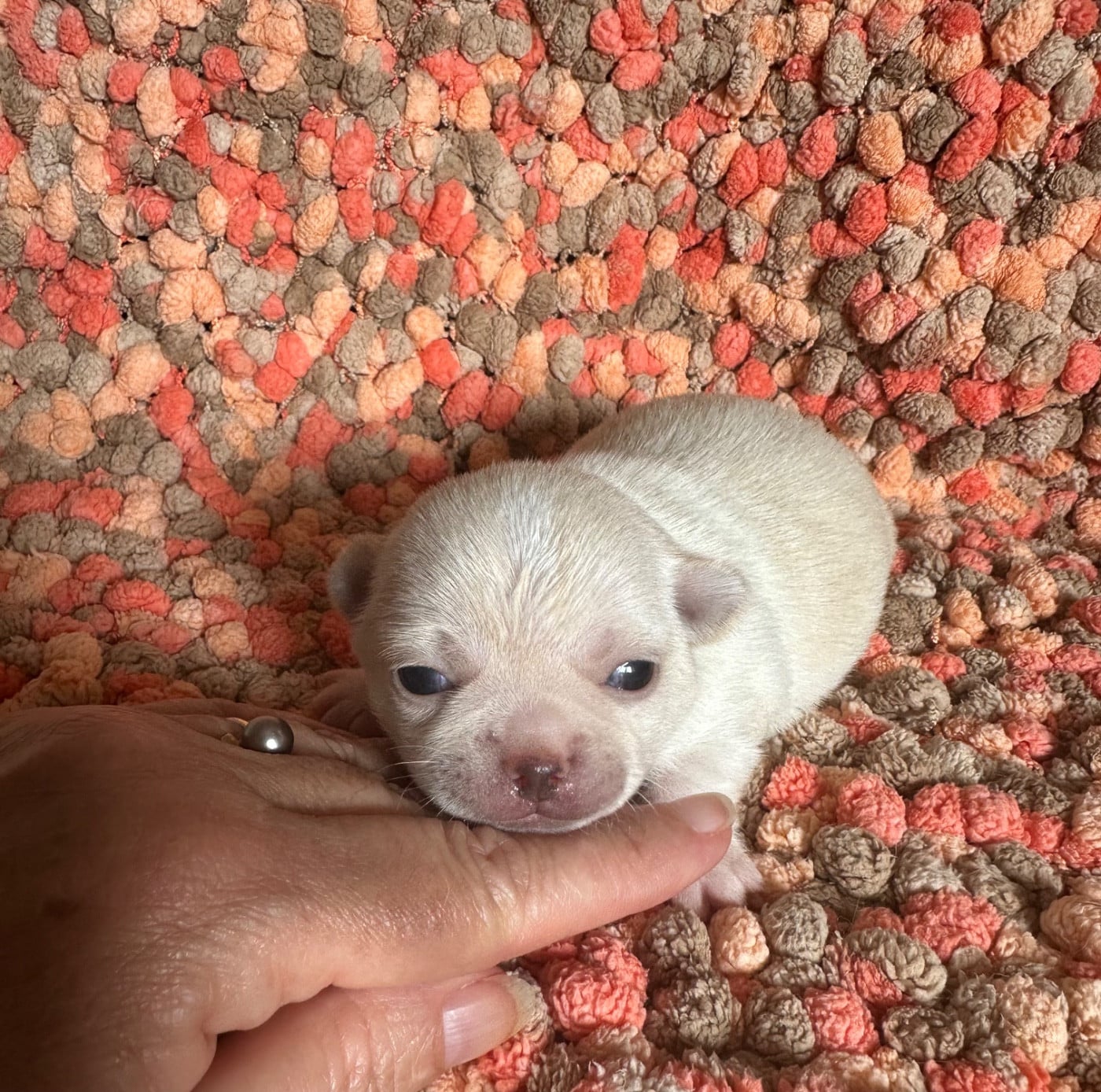 CHIOT 3