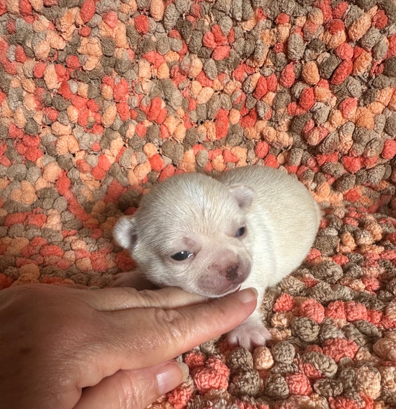 CHIOT 3