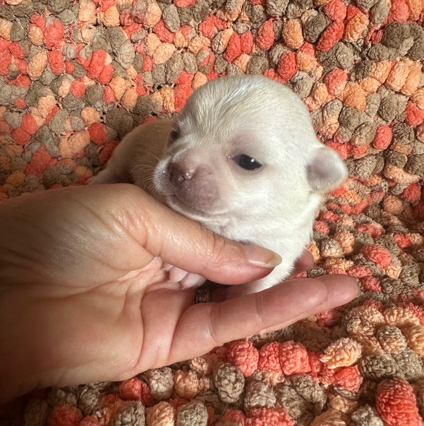CHIOT 3