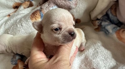 Les chiots de Chihuahua