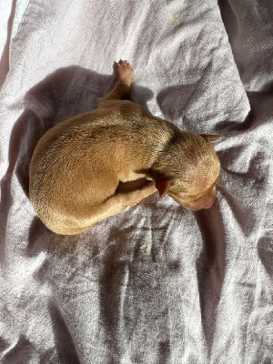 Les chiots de Russkiy Toy (Petit Chien Russe)