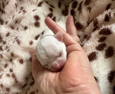 Les chiots de Chihuahua