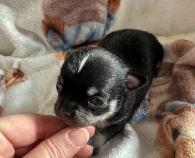 Les chiots de Chihuahua