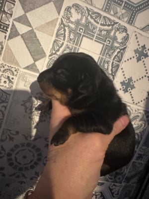 Les chiots de Russkiy Toy (Petit Chien Russe)