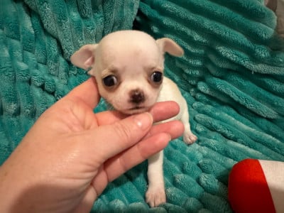 Les chiots de Chihuahua