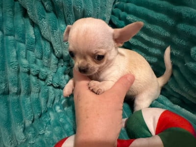 Les chiots de Chihuahua