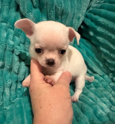 Les chiots de Chihuahua