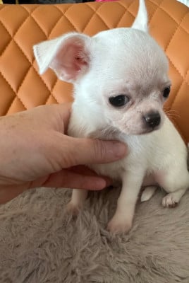 Les chiots de Chihuahua