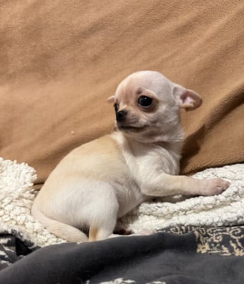 Les chiots de Chihuahua