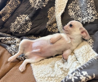 Les chiots de Chihuahua