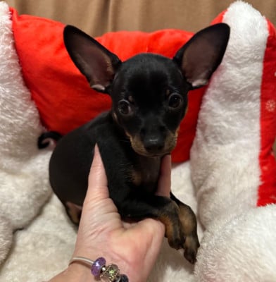 Les chiots de Russkiy Toy (Petit Chien Russe)