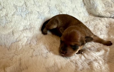 Les chiots de Russkiy Toy (Petit Chien Russe)