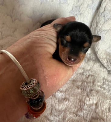 Les chiots de Russkiy Toy (Petit Chien Russe)