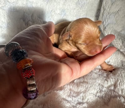 Les chiots de Russkiy Toy (Petit Chien Russe)