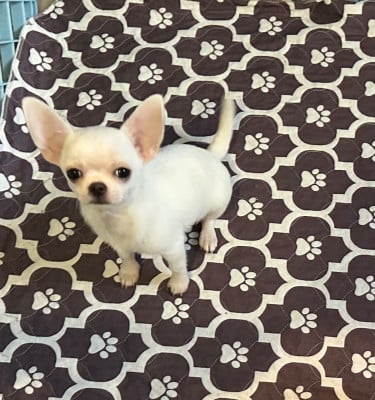 Les chiots de Chihuahua