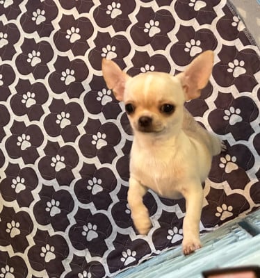 Les chiots de Chihuahua