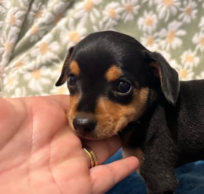 Les chiots de Russkiy Toy (Petit Chien Russe)