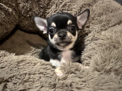 Les chiots de Chihuahua