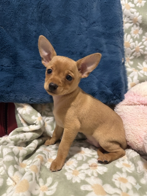 Les chiots de Russkiy Toy (Petit Chien Russe)