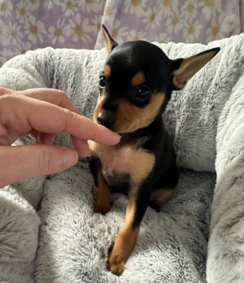 Les chiots de Russkiy Toy (Petit Chien Russe)