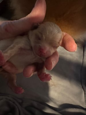 Les chiots de Spitz allemand