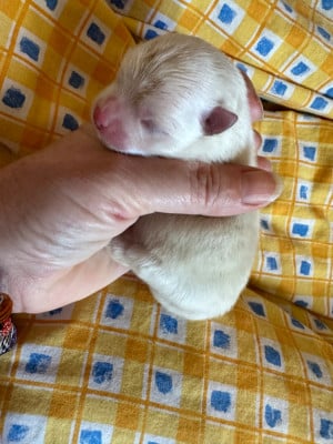 Les chiots de Spitz allemand