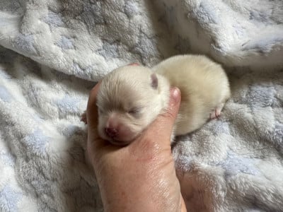 Les chiots de Spitz allemand