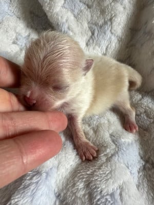 Les chiots de Spitz allemand