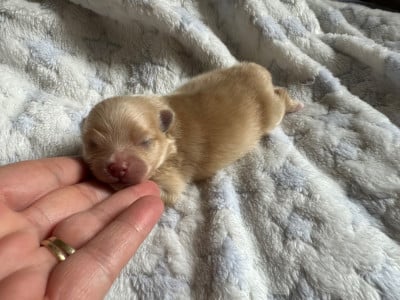 Les chiots de Spitz allemand