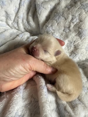 Les chiots de Spitz allemand