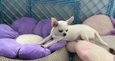 Les chiots de Chihuahua