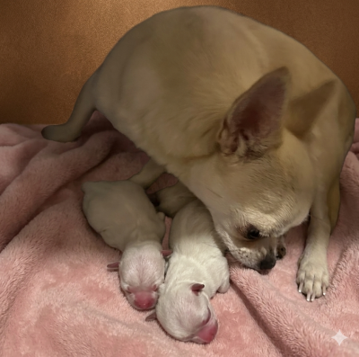 Les chiots de Chihuahua