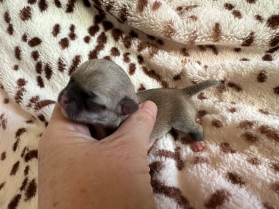 Les chiots de Chihuahua