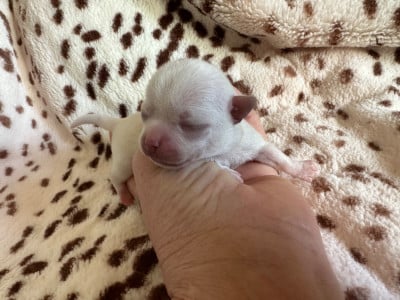 Les chiots de Chihuahua