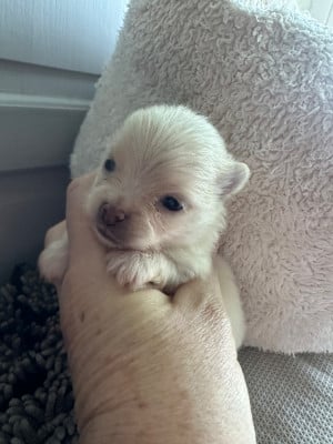 Les chiots de Spitz allemand