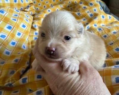 Les chiots de Spitz allemand