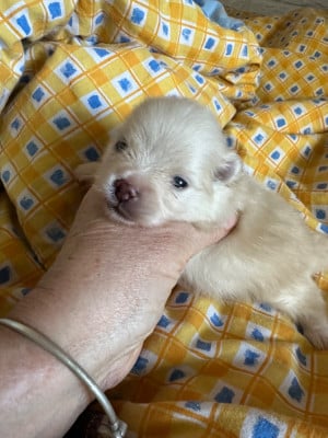 Les chiots de Spitz allemand