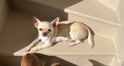 Les chiots de Chihuahua