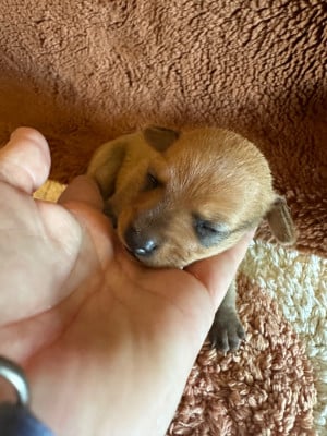 Les chiots de Russkiy Toy (Petit Chien Russe)