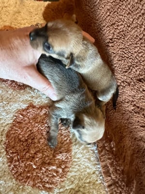 Les chiots de Russkiy Toy (Petit Chien Russe)