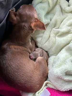 Les chiots de Russkiy Toy (Petit Chien Russe)