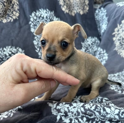 Les chiots de Russkiy Toy (Petit Chien Russe)