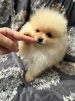 Les chiots de Spitz allemand