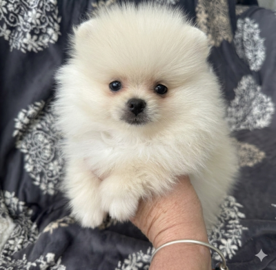 Les chiots de Spitz allemand