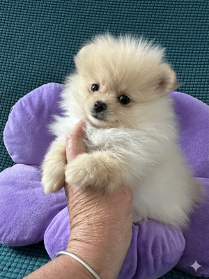 Les chiots de Spitz allemand